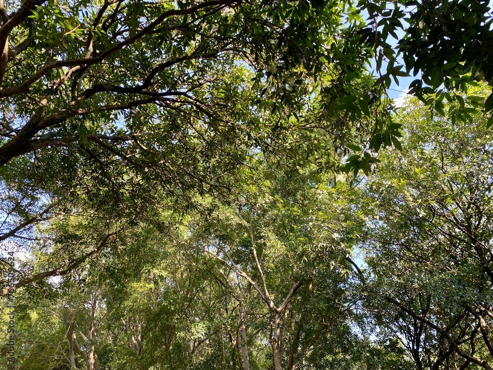 Fototapeta premium Branches and leaves of trees in a park