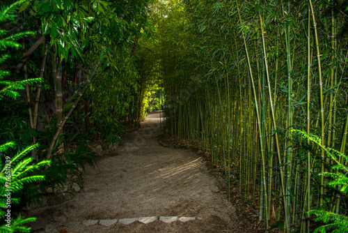 path in the forest, bamboo, green, dark