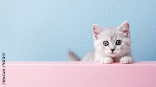 Cute kitten looking behind the box. Copy-space background.