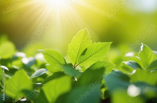 spring background of fresh green leaves in sunny day