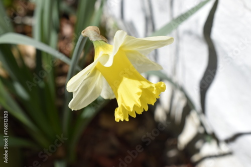 yellow daffodil flower