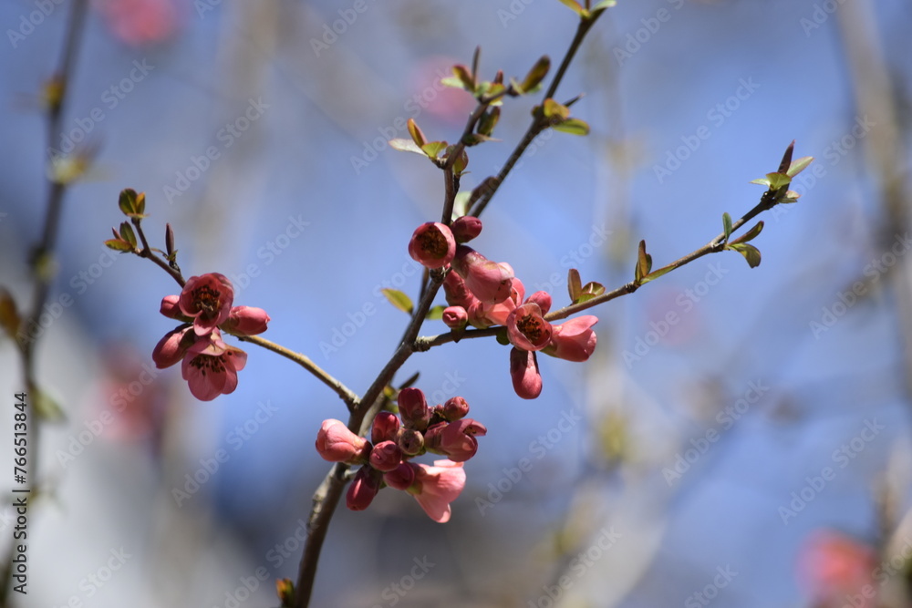 custom made wallpaper toronto digitaltree in bloom