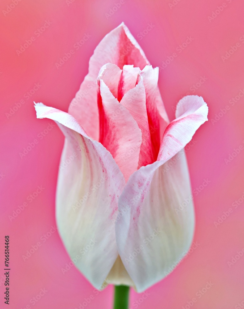 Holland Chic Tulip