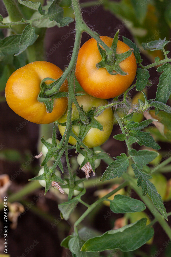 Tomato plants in greenhouse unripe tomatoes plantation. Tomato plants in greenhouse unripe tomatoes plantation.