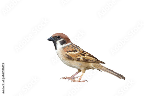 Sparrow standing isolated on transparent background png file © Passakorn