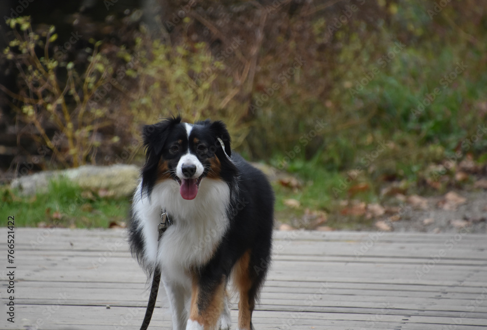 Looking into the Sweet Face of an Australian Shepherd Looking into the Sweet Face of an Australian Shepherd