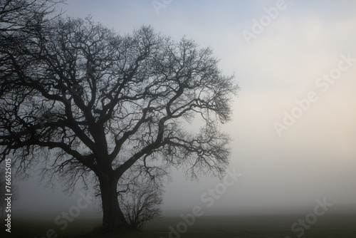Mystische Eiche ohne Blätter im Nebel. © Lars Gieger