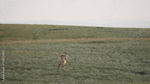 Pronghorn Pair