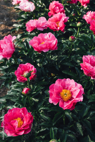 Beautiful bright pink peony flowers blooming in the garden. Natural summer flowery texture for background.