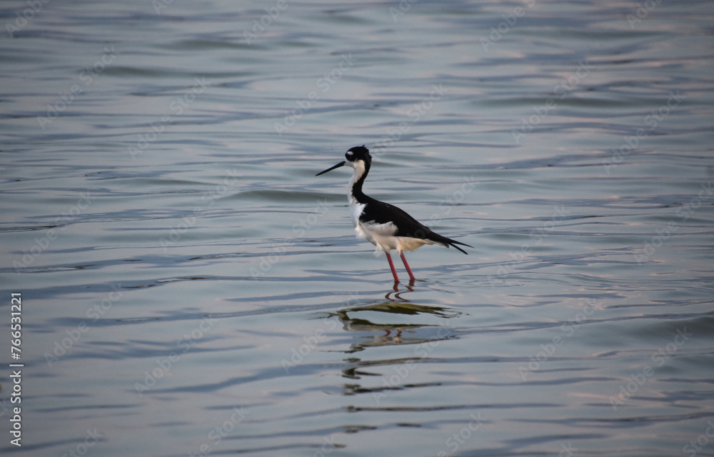 Obraz premium Ruffled Feathers on a Black Neck Stilt in Shallow Water
