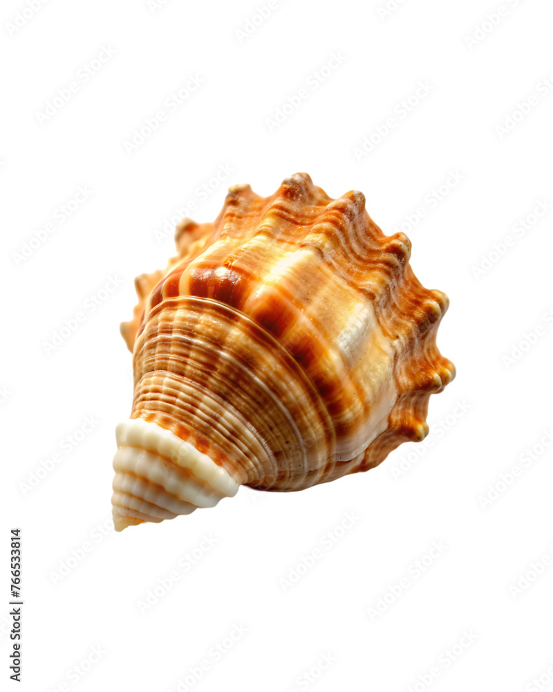 beautiful shell isolated on transparent