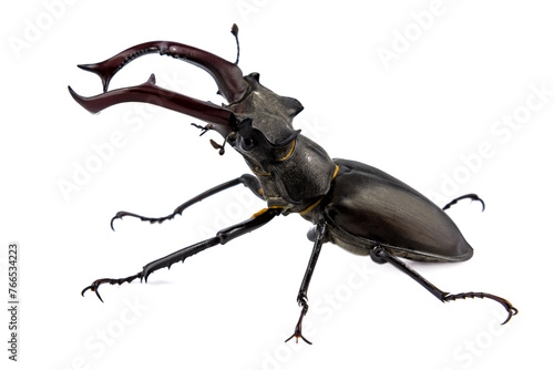 Stag beetle huge insect © deil82