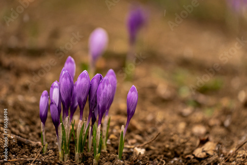 Purple crocuses in the spring