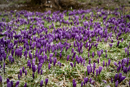 Purple crocuses in the spring