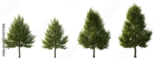 Tilia × europaea set street summer trees medium and small isolated png on a transparent background perfectly cutout cloudy light (common linden, common lime, European lime) photo