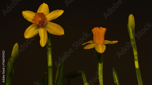 daffodils on black © Grzegorz