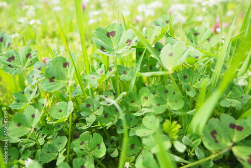Принти на полотні Trifolium repens, white clover, is a herbaceous perennial plant in bean family Fabaceae, Leguminosae