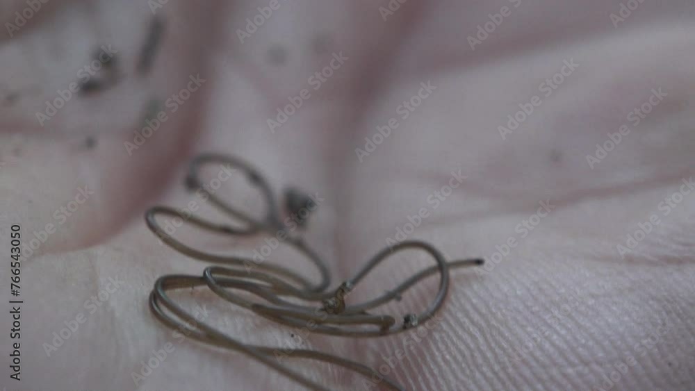 Nematomorpha (sometimes called Gordiacea, and commonly known as