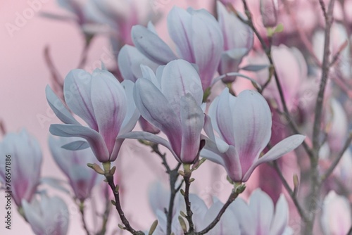 zarte Blüten der Magnolie