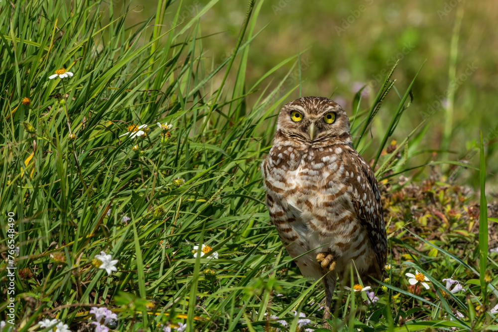 Burrowing owl