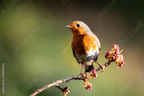 Sunlit Robin (Erithacus rubecula) posed on a blossom branch in a British back garden in Spring. Yorkshire, UK