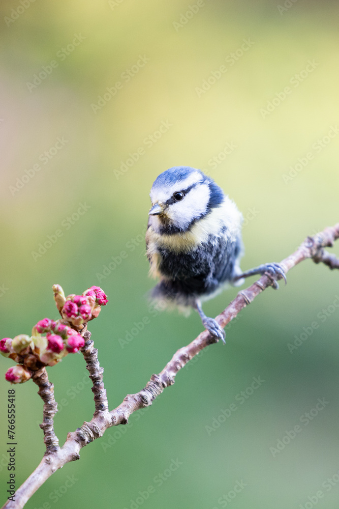 Obraz premium Adult Blue Tit (Cyanistes caeruleus) with black breast feathers, posed on blossom branch in a British back garden in Spring. Yorkshire, UK