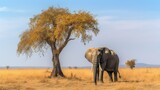 African elephant