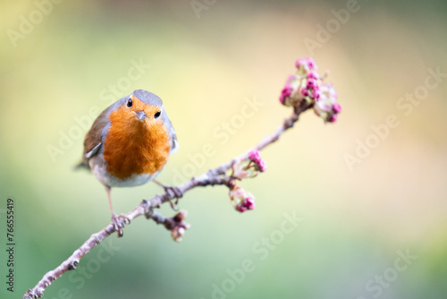 Robin (Erithacus rubecula) posed on a blossom branch in a British back garden in Spring. Yorkshire, UK