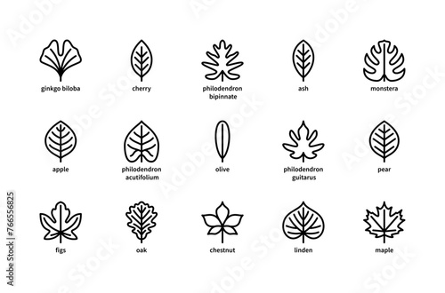 Plant leaves and their name vector linear icons. Isolated icon  collection of leaves plants ginkgo biloba, cherry, ash and more.
