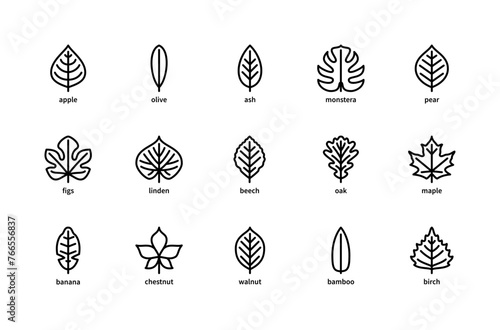 Plant leaves and their name vector linear icons. Isolated icon  collection of leaves plants apple, olive, ash, monstera and more.