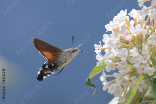 macroglossum stellatarum