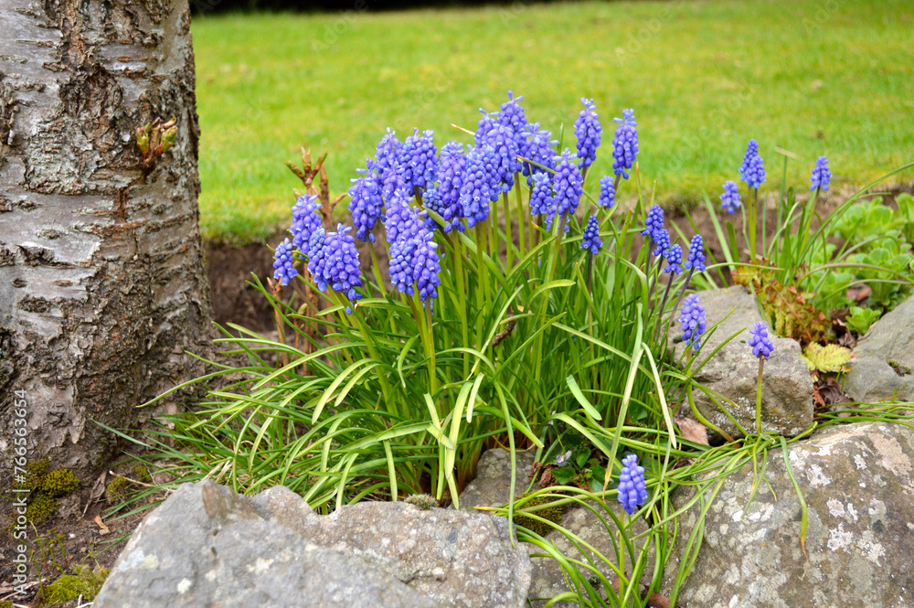 Obraz premium Muscari flowers blooming in the garden in Scotland, UK