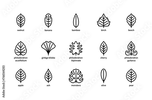Plant leaves and their name vector linear icons. Isolated icon  collection of leaves plants walnut, banana, bamboo, birch and more. photo