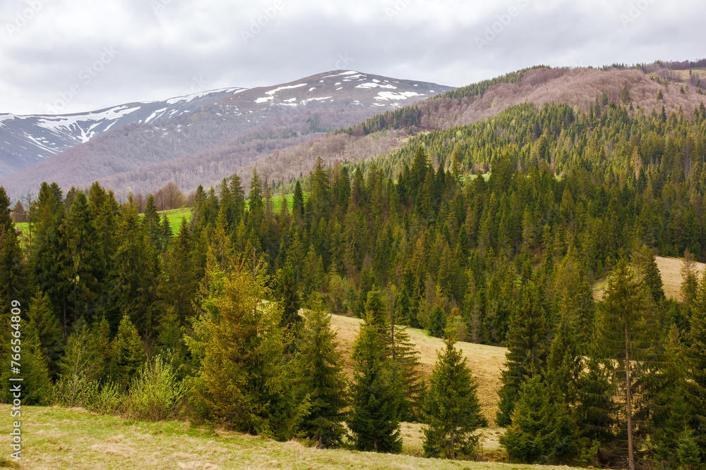 beautiful view of carpathian countryside in spring. mountainous rural landscape of ukraine with forested rolling hills and grassy meadows on a cloudy day in dappled light beautiful view of carpathian countryside in spring. mountainous rural landscape of ukraine with forested rolling hills and grassy meadows on a cloudy day in dappled light