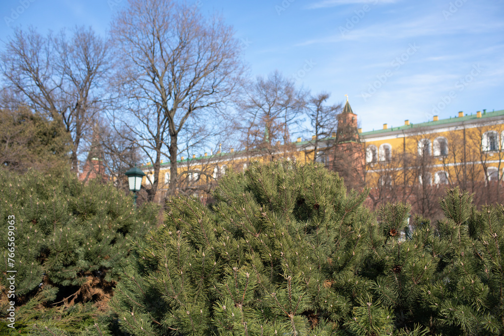 Pine trees in the Kremlin garden