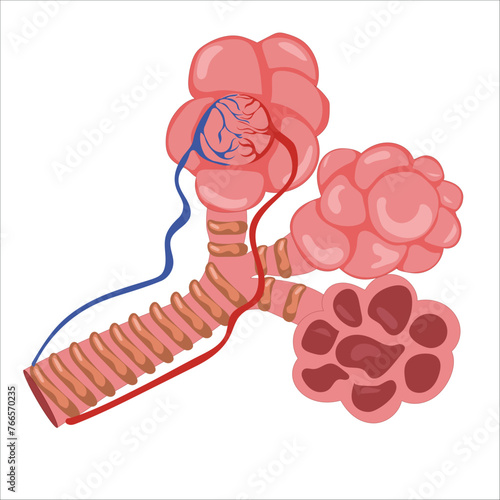 Alveoli detailed illustration 