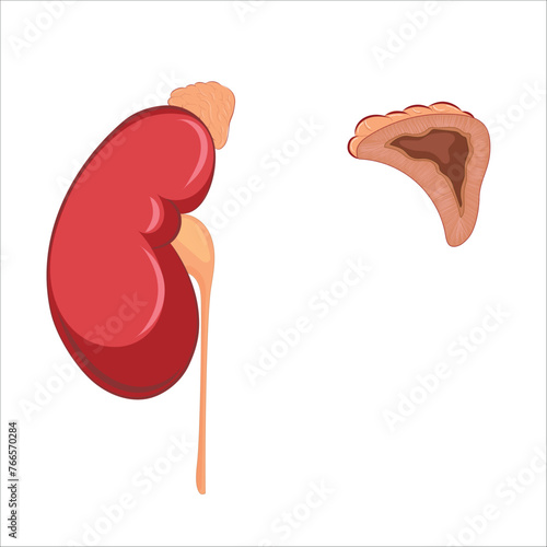 Human adrenal gland showing kidney and ureter photo