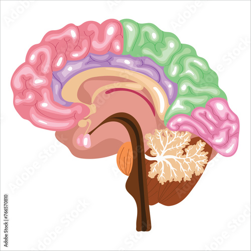 human brain side view illustration