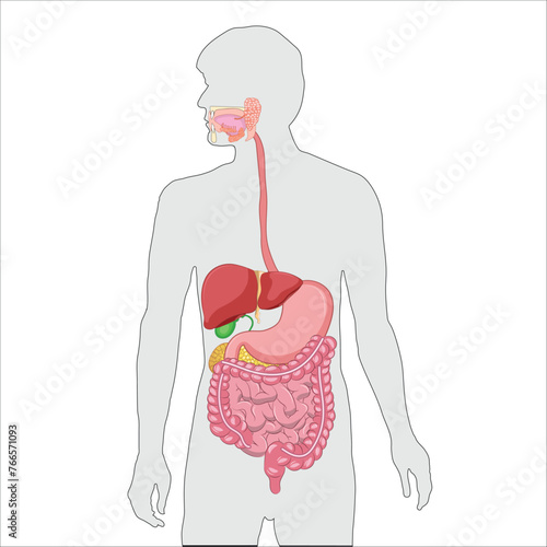Human full digestive system illustration 