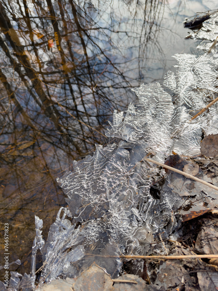 Ice Puddle Transparent thin transparent ice on a puddle in the park on a spring day, foliage ...
