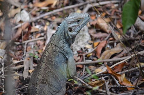 iguana on a tree
