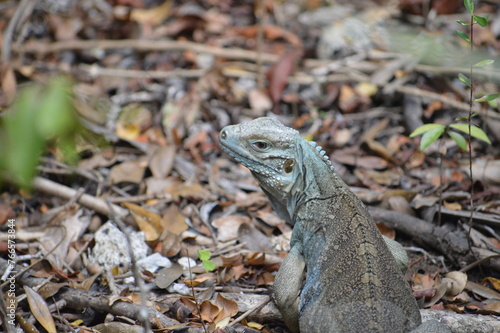 lizard on a tree