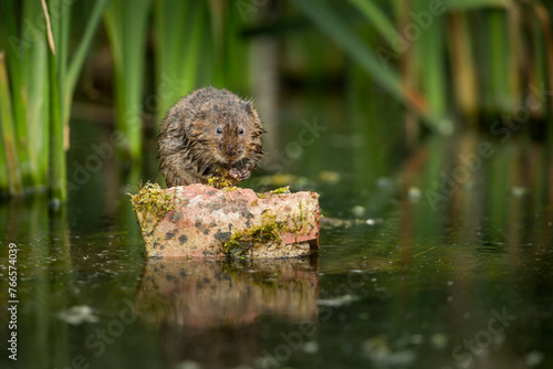 Water vole perched on a stone by a pond's edge
