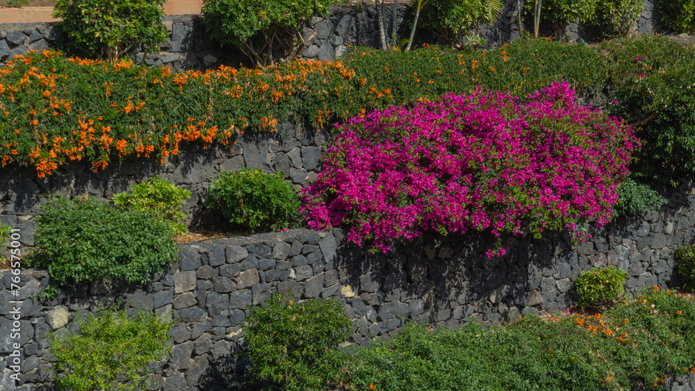 Garden Wall Blooms in Vibrancy