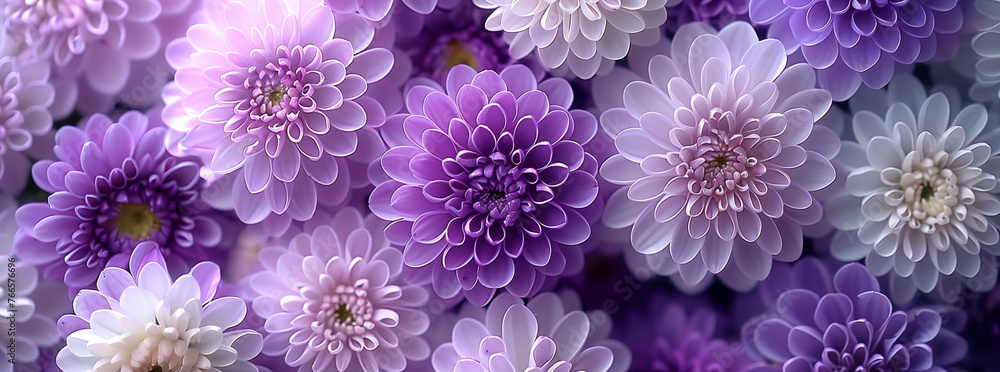 Cluster of Purple and White Chrysanthemums in Full Bloom
Cluster of Purple and White Chrysanthemums in Full Bloom