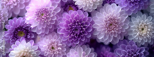 Cluster of Purple and White Chrysanthemums in Full Bloom  © augenperspektive