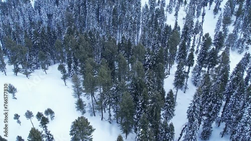 Top down aerial view of pine trees forest covered in snow during winter in the middle of Himalayan mountains at Malam Jabba Swat Khyber Pakhtunkhwa Pakistan photo
