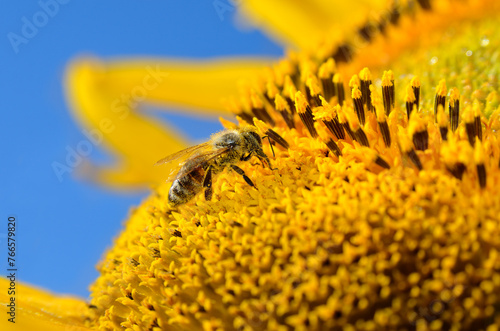 A bee collects nectar and pollinates sunflowers in a field