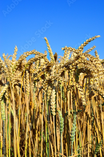 Yellow wheat against the blue sky. Ukrainian national symbol