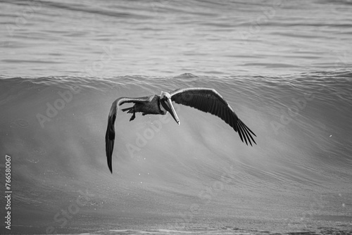 pelican pelicano